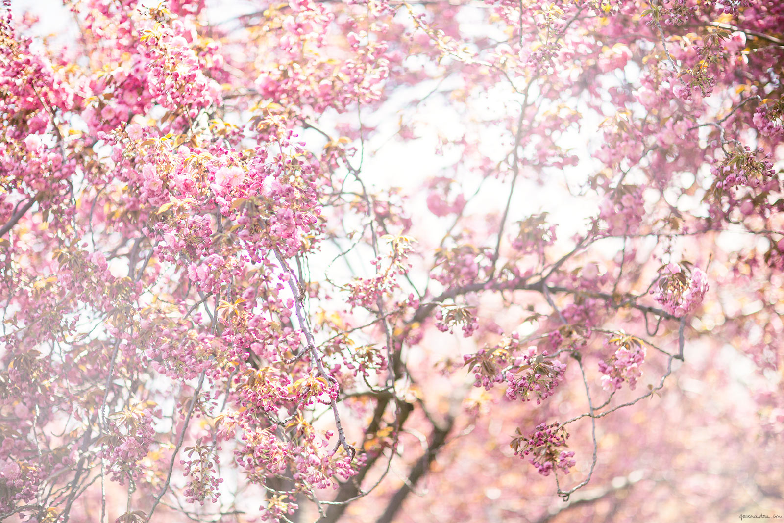 spring days cherry blossom garance dore photos