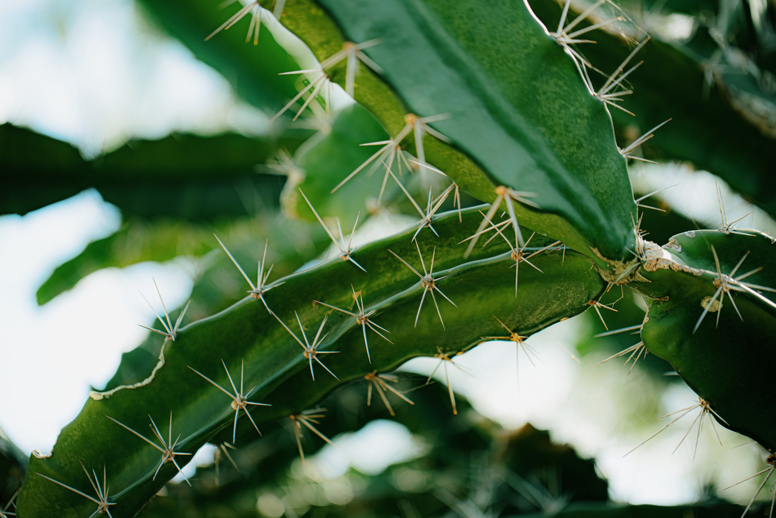EVERYTHING YOU NEED TO KNOW ABOUT CACTUS IN BEAUTY