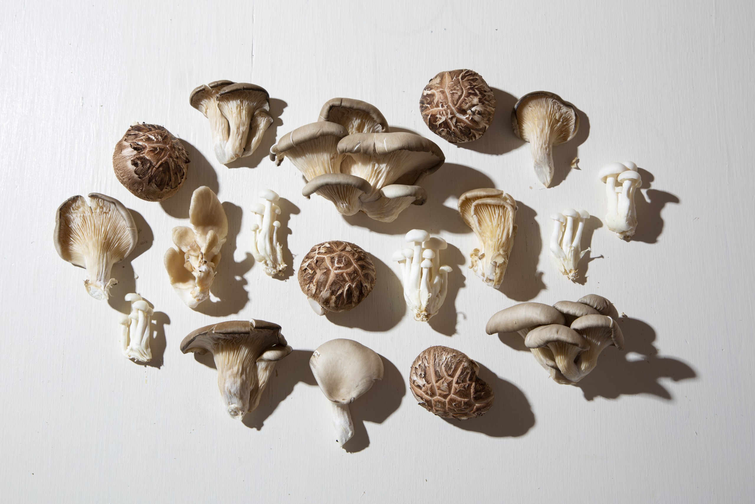 Are Mushrooms the Key to Our Future?