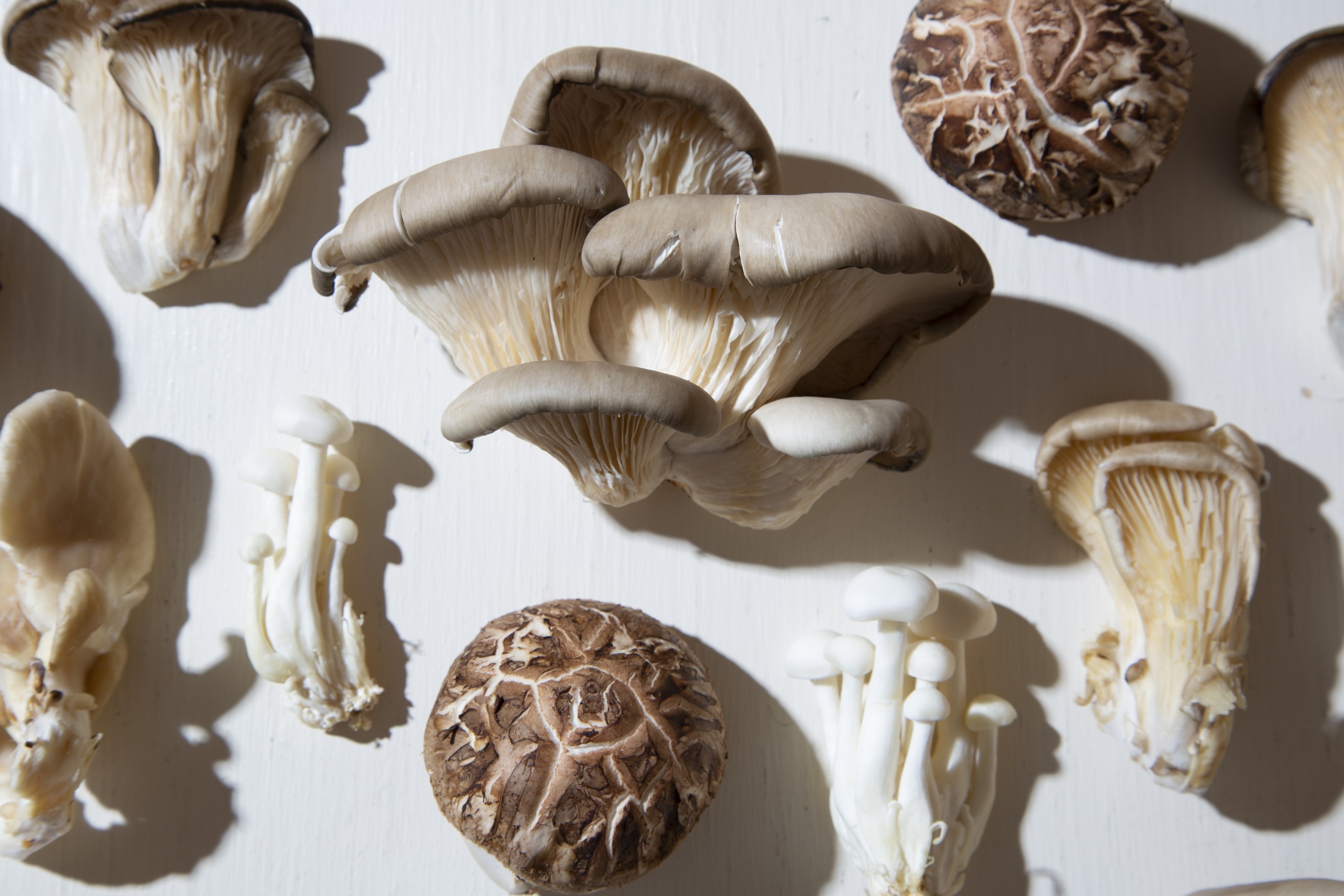 Are Mushrooms the Key to Our Future?
